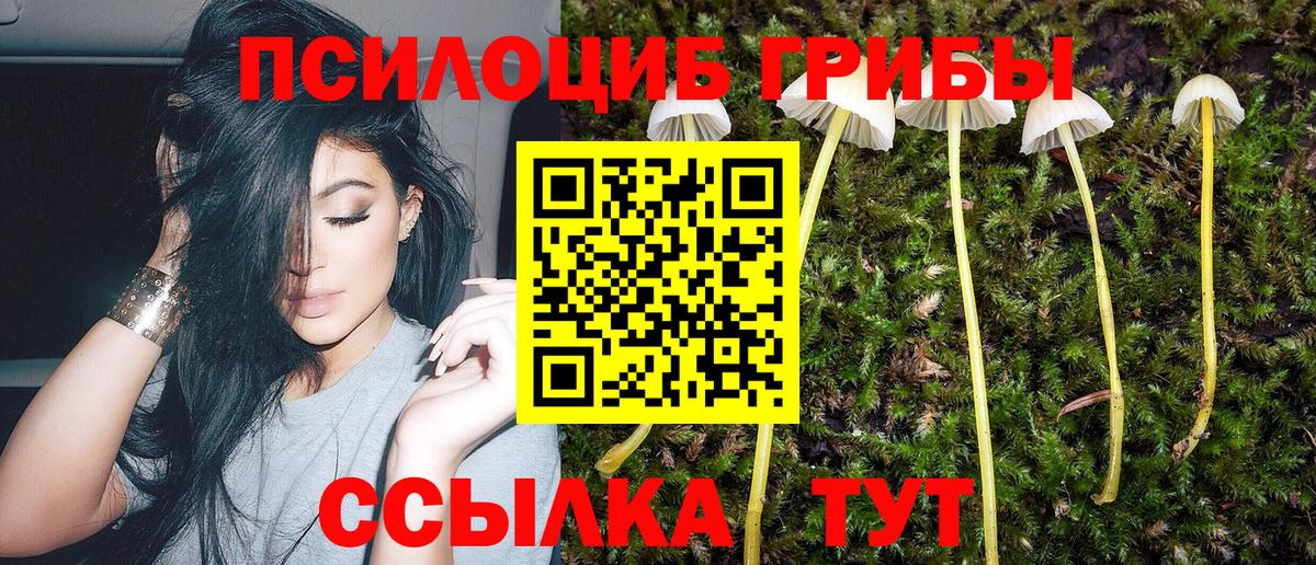 Димитровград  Псилоцибиновые грибы прущие грибы  где найти наркотики  Вход с VPN 
